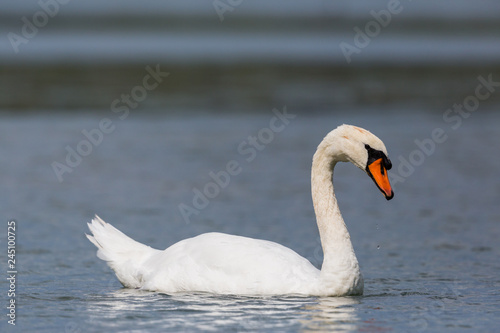 detailed side view portrait swimming mute swan (cygnus olor)