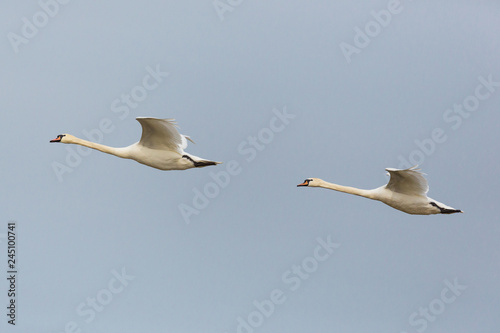 side view portrait two mute swans (cygnus olor) in consecutive flight