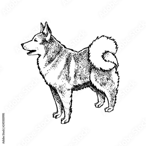 Husky, Eskimo dog or wolf full-length. Ink hand drawn, handmade illustration. Isolated on a white background. Can be used as print, tattoo idea, card, etc.