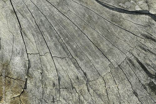 Close up section of old tree stump, wood log texture background.