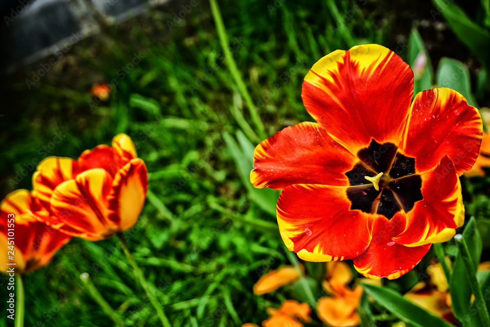 Red tulips garden close up view Red tulips garden close up view