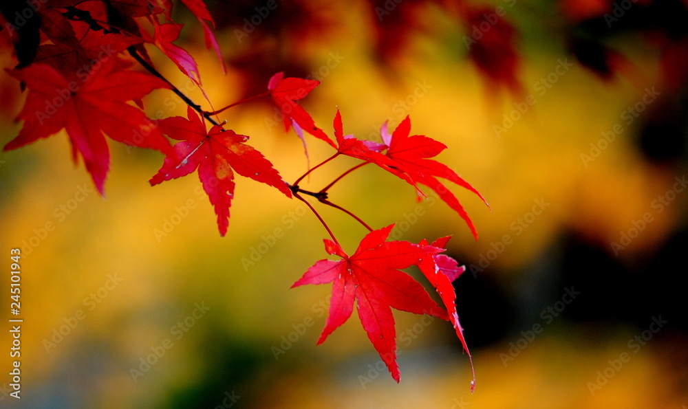 appreciate colorful beauty of Japanese maple leaves during Autumn in Japan appreciate colorful beauty of Japanese maple leaves during Autumn in Japan