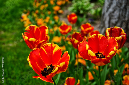 Red tulips garden close up view