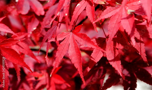 appreciate colorful beauty of Japanese maple leaves during Autumn in Japan