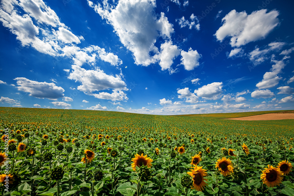 sunflower with blue sky and beautiful sun