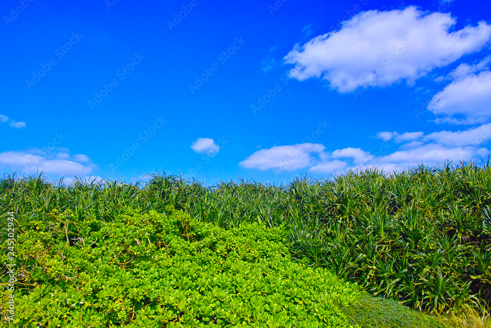 宮古島の東平安名崎に群生する熱帯植物と青空と雲
