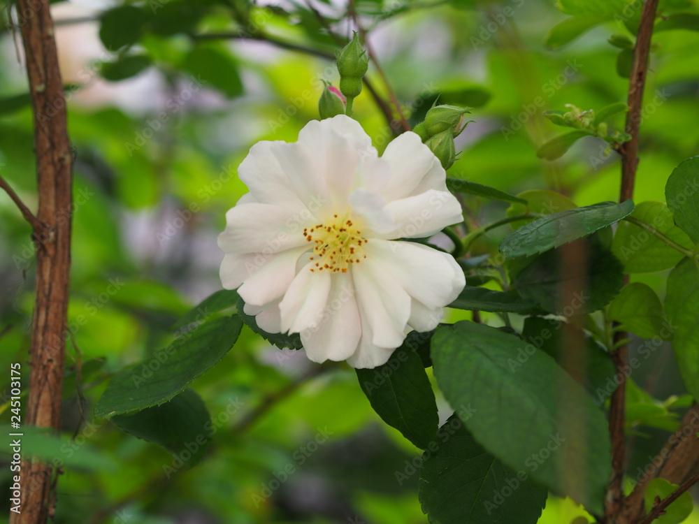 Obraz premium 初夏の花