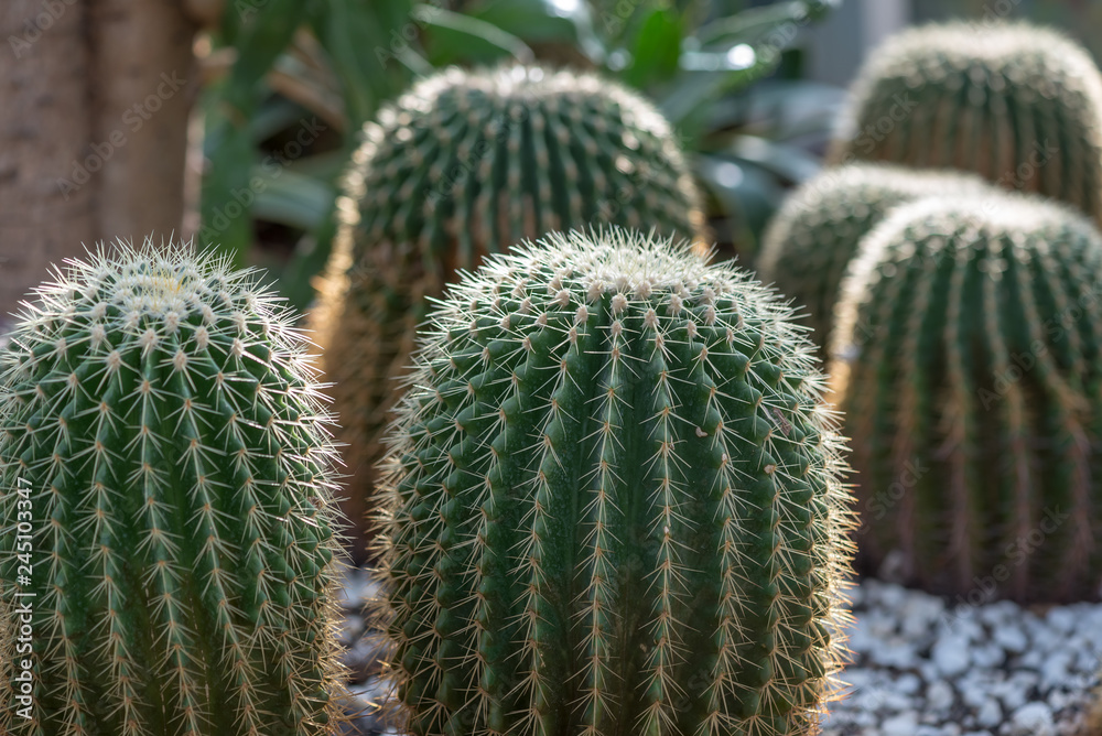 Beautiful small cactus field in Chengdu, China Beautiful small cactus field in Chengdu, China