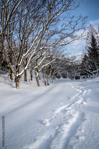 雪道 ©  Aveyasuhiro 