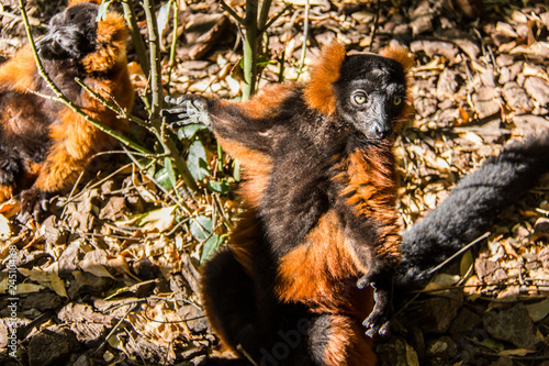 Red-bellied lemur, eulemur rubriventer, taking sunbath