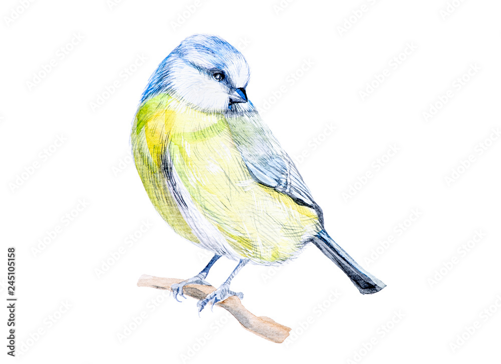 Obraz premium Beautiful tit sitting on a branch. Watercolor illustration isolated on white.