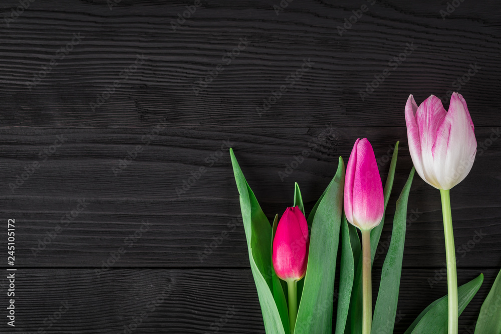 spring tulips on black wood background