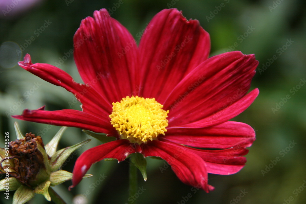 Obraz premium Garten