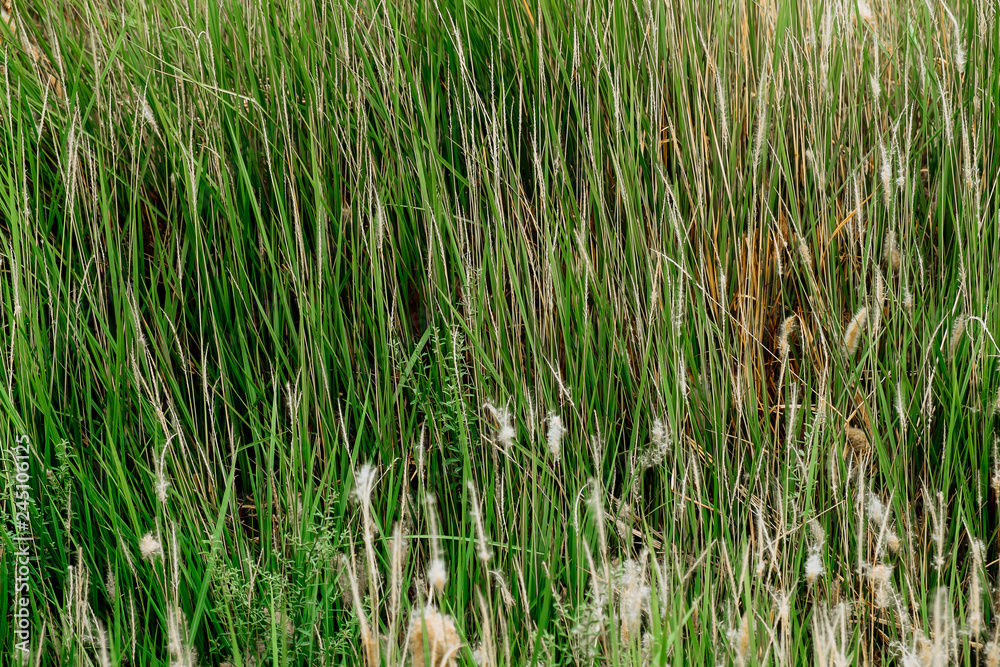 Background of a green grass Background of a green grass