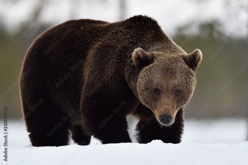 Obraz premium big male brown bear on snow