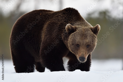 big male brown bear on snow