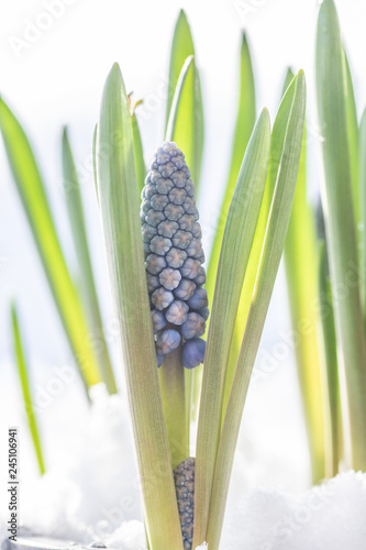 muscari botryoides flowers close up