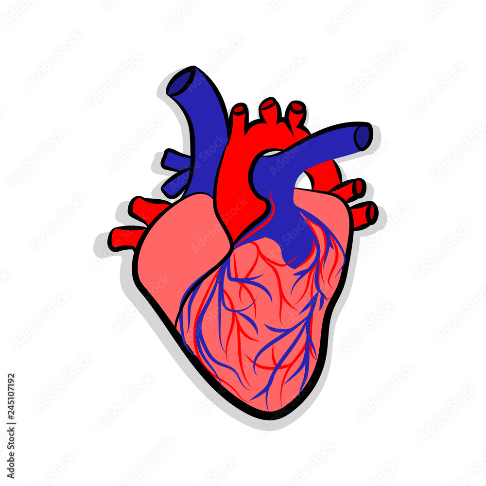 Human Heart Anatomy Human Heart Anatomically Correct Hand Drawn Line