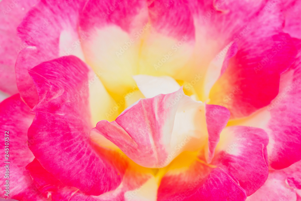 Pink rose flower closeup abstract background