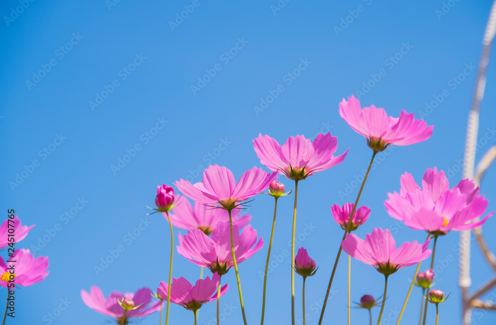 Cosmos flowers blooming on blue sky background