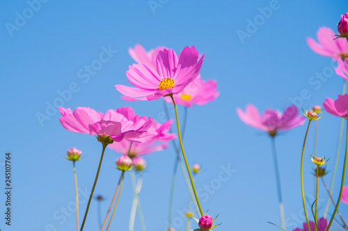 Cosmos flowers blooming on blue sky background © kittiyaporn1027