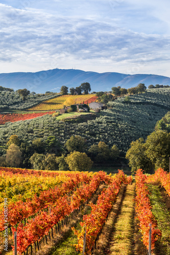 Montefalco Wineyards, Perugia province, Umbria, Italy