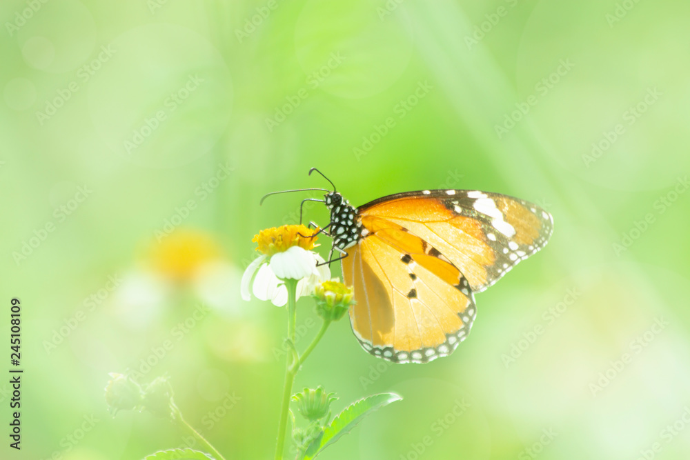 Butterfly on grass flower close-up, the animal in nature, macro of insect