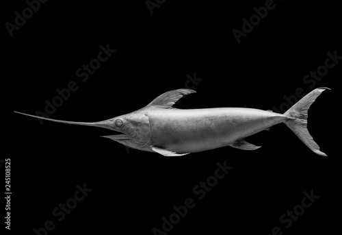 swordfish on the black , isolated © wlad074