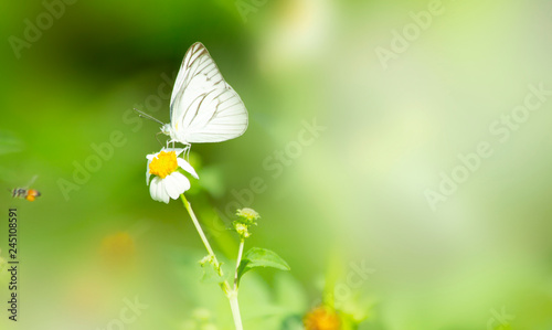 Butterfly on grass flower close-up, the animal in nature, macro of insect © taweesak
