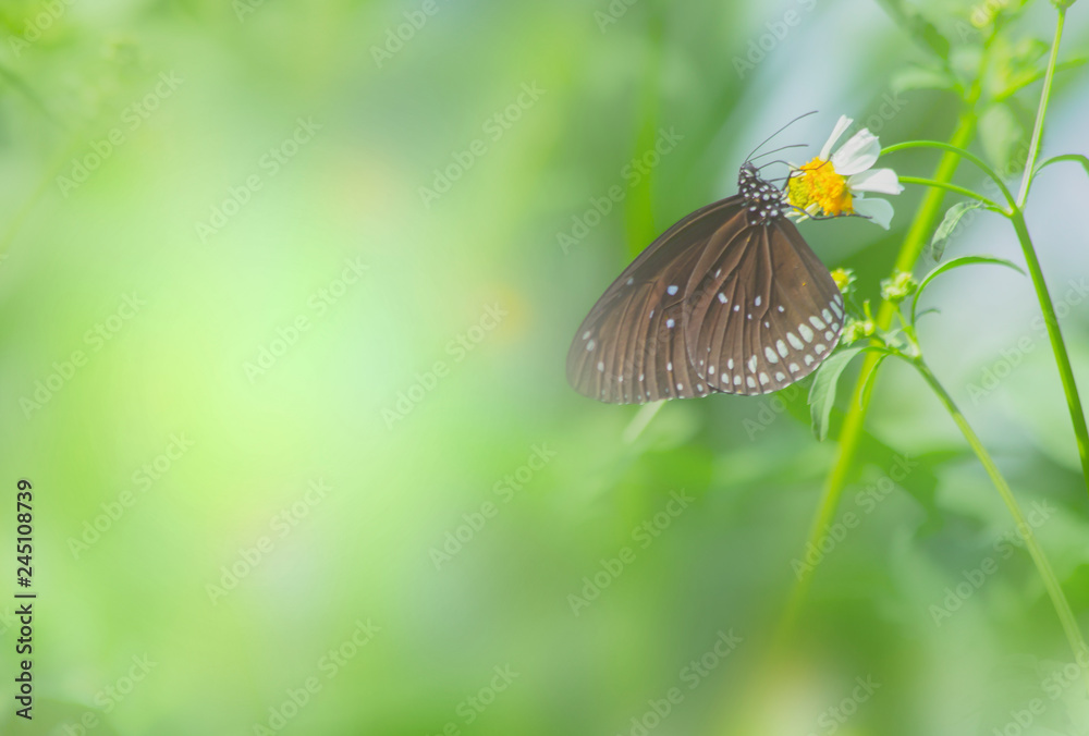 Obraz premium Butterfly on grass flower close-up, the animal in nature, macro of insect