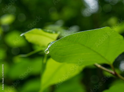 The raindrop on a branch in forest