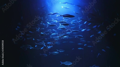 Shoal of fish swimming around in 4k