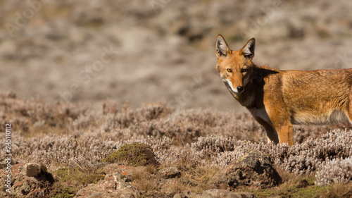 Ethiopian Wolf in Sanetti Plateau photo