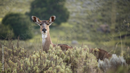 A female mountain Nyala in the Gaysay plains in Ethiopia photo