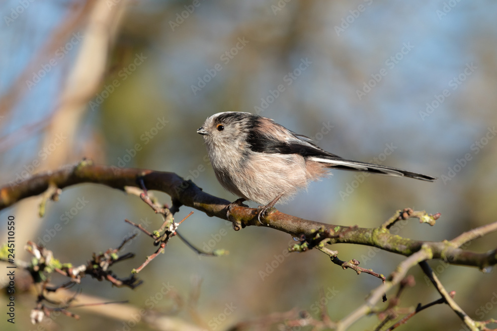 Long Tailed Tit Long Tailed Tit