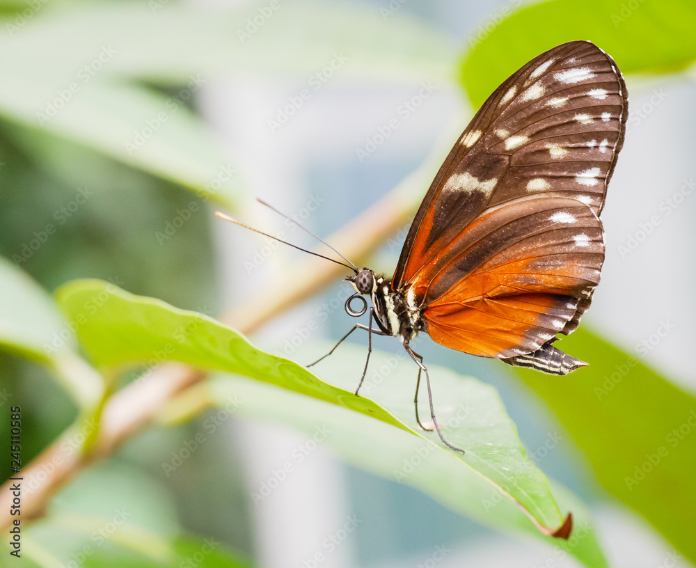 Obraz premium Braun Orange Weiß
