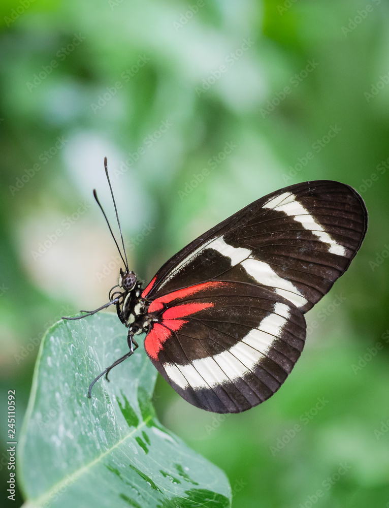 Fototapeta premium Schwarz Rot Weiß