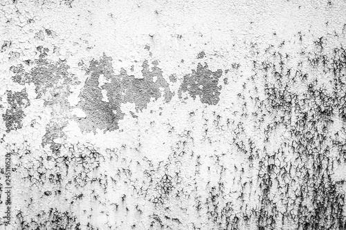 Wallpaper Mural Rose flowers on the nature background Torontodigital.ca