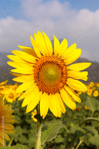 Sunflower field with mountains background under blue sky in Lop Buri Thailand