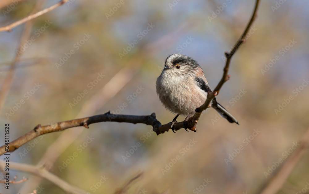 Obraz premium Long Tailed Tit