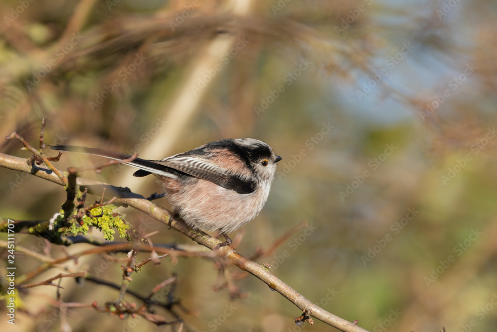 Obraz premium Long Tailed Tit