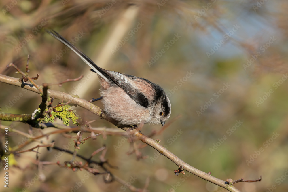 Obraz premium Long Tailed Tit