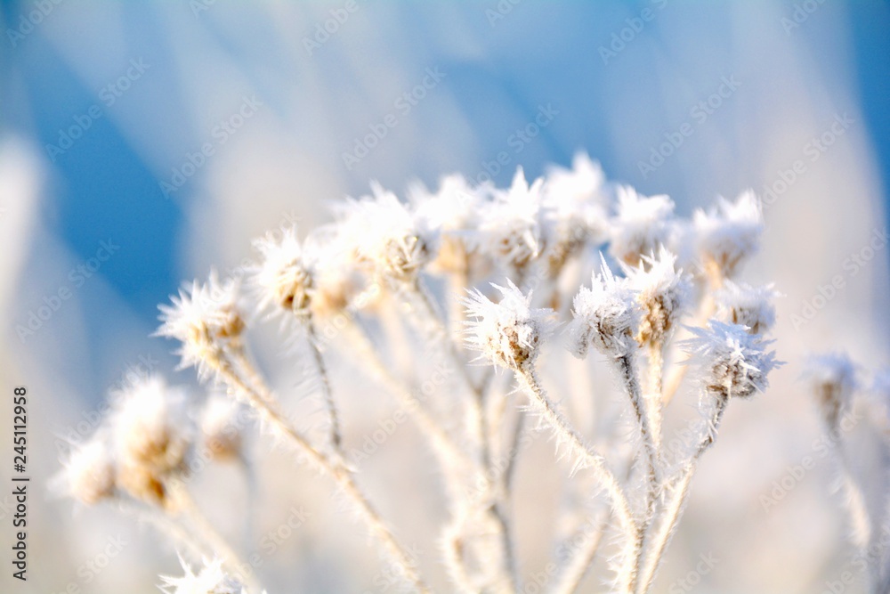 Winter Landschaft - Pflanzen mit Raureif und Schnee