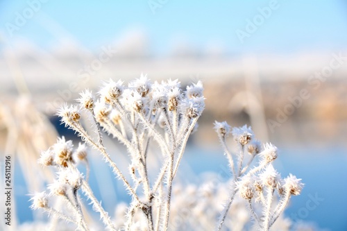 Winter Landschaft - Pflanze...