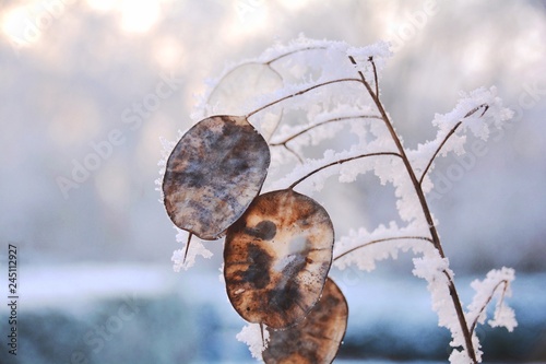 Winter Landschaft - Pflanze...