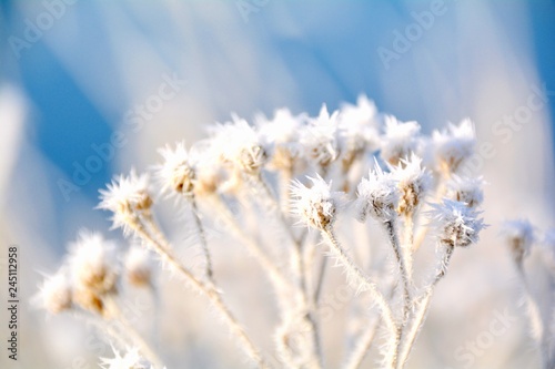 Winter Landschaft - Pflanzen mit Raureif und Schnee © S.H.exclusiv