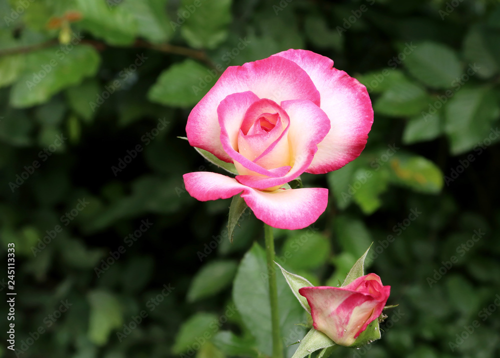 .One blossoming pink rose. Open rose for card.Natural flower. Soft focus. Copy space.