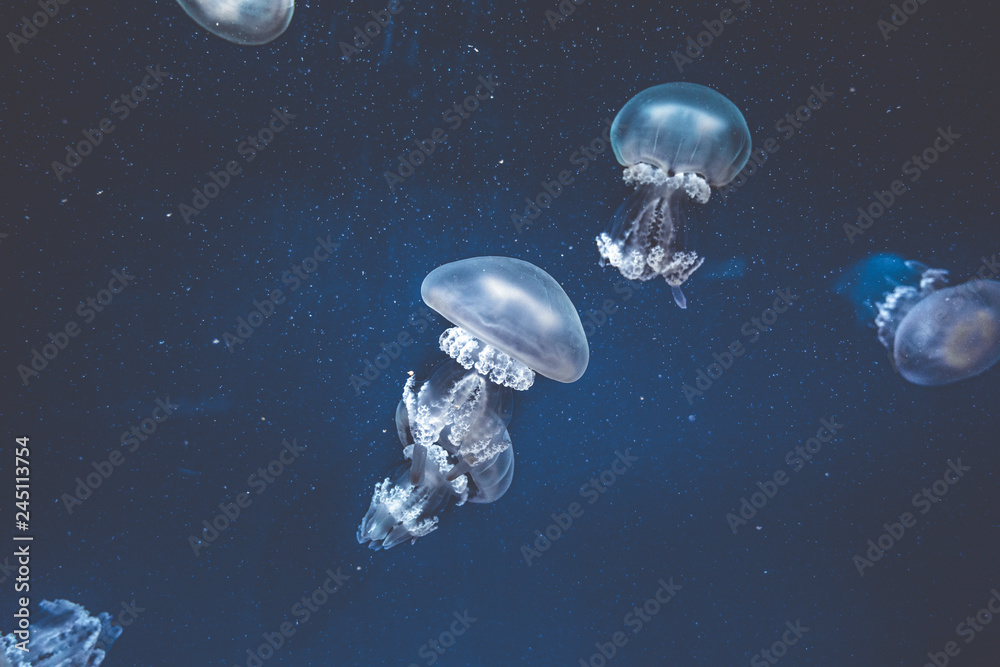 Fototapeta premium jellyfish