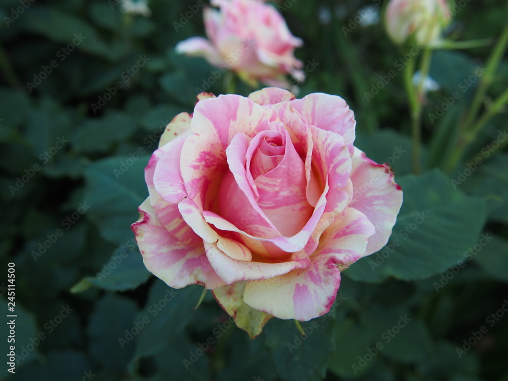 初夏の花