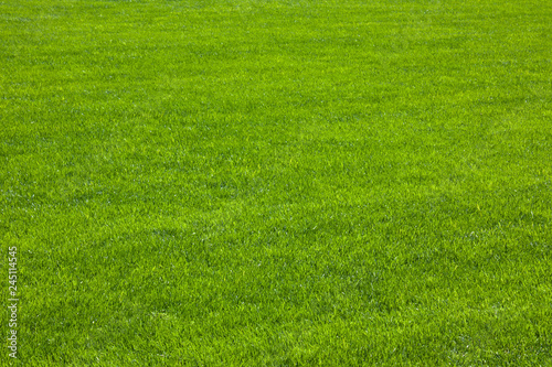 Green grass / herbe verte